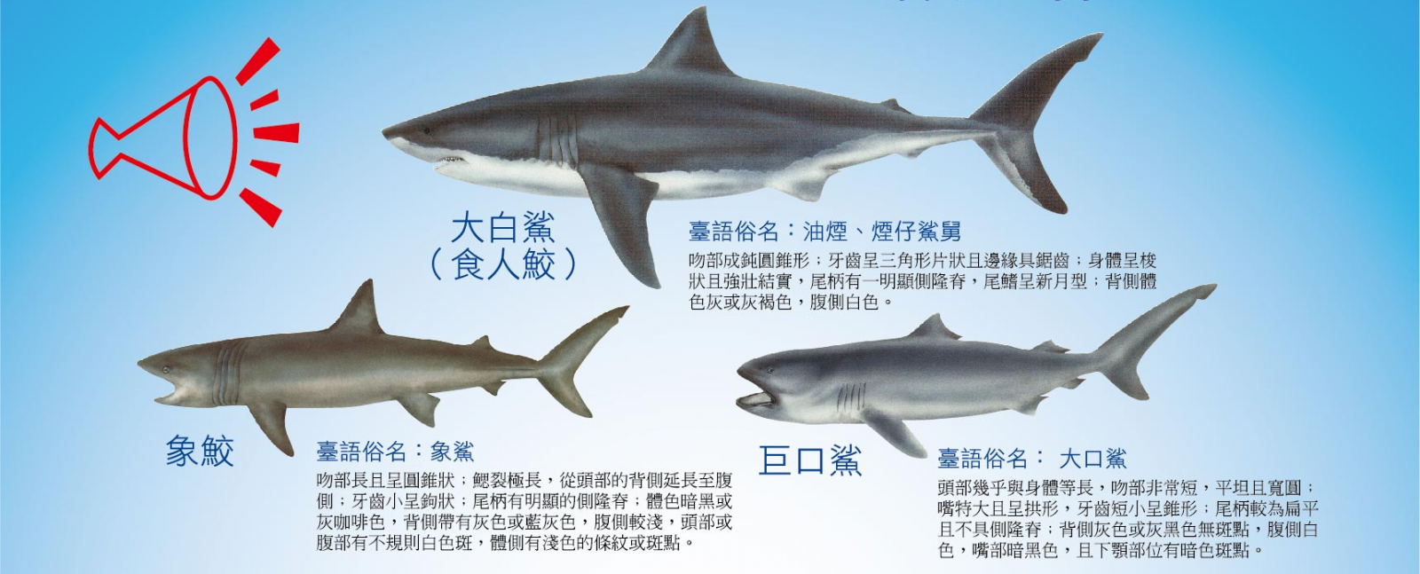 大白鯊、象鮫及巨口鯊漁獲管制措施